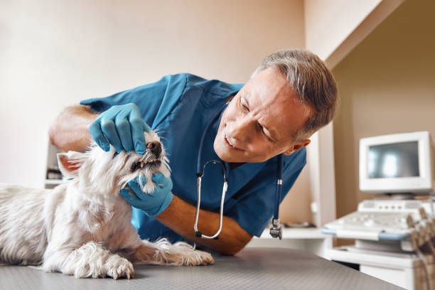 Best Broken or Chipped Tooth Repair in Keyport, NJ